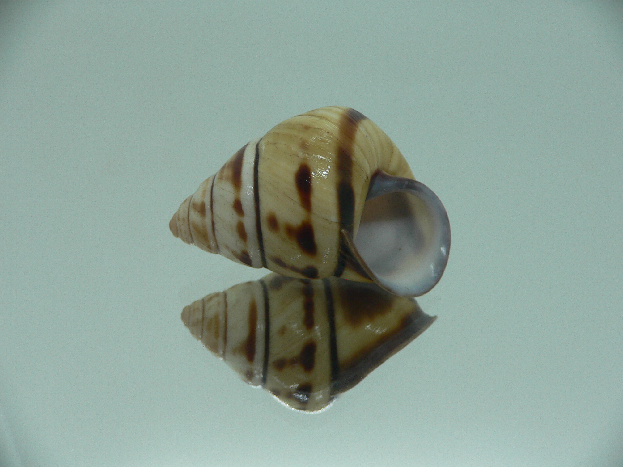 Aegistohadra zhangdanae VERY RARE & BIG DARK