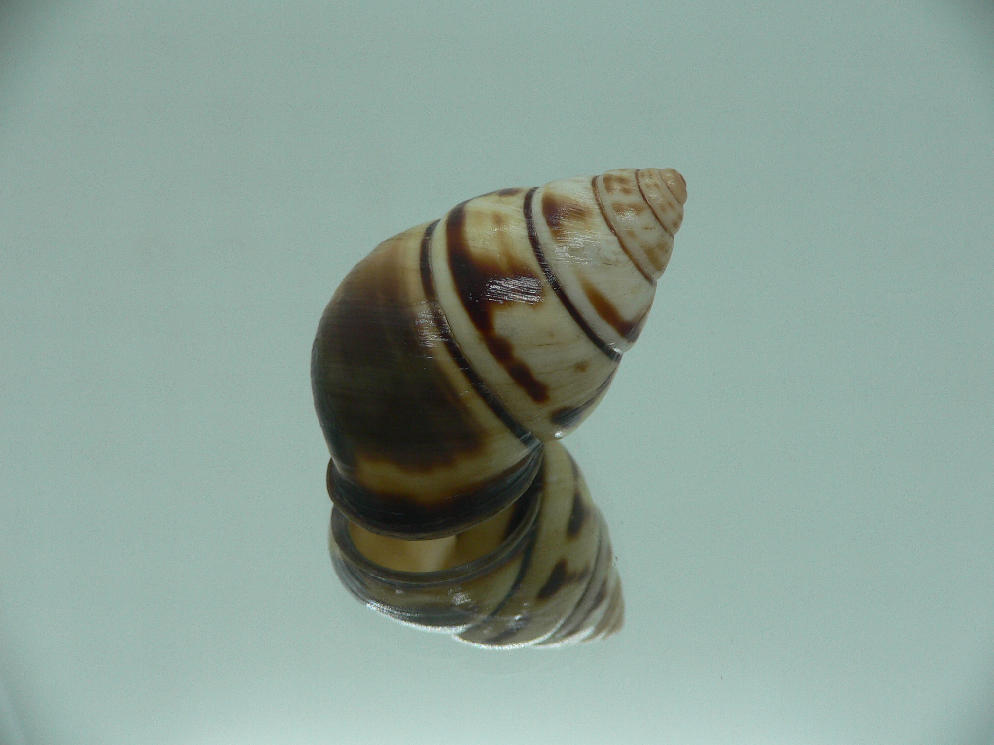 Aegistohadra zhangdanae VERY RARE & BIG DARK
