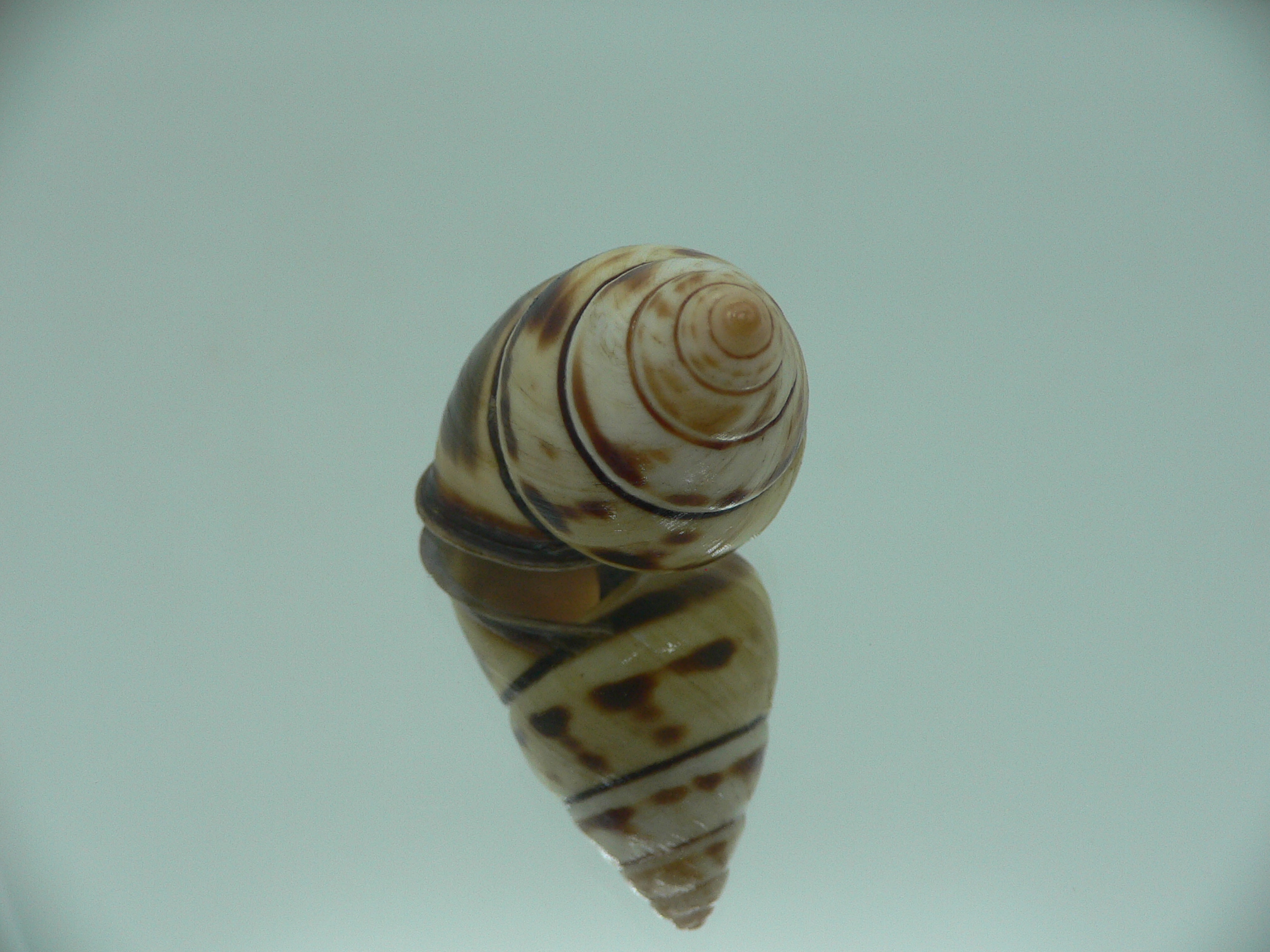 Aegistohadra zhangdanae VERY RARE & BIG DARK