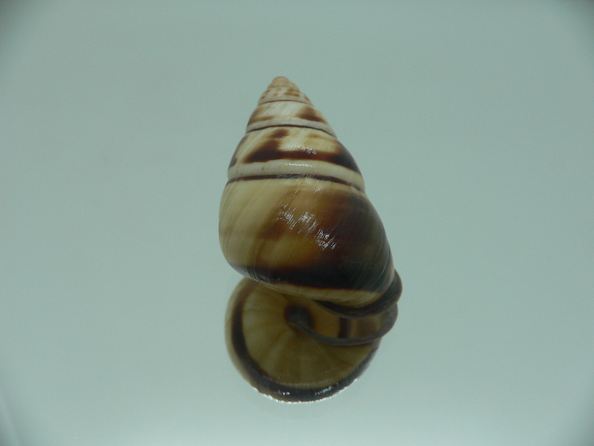 Aegistohadra zhangdanae VERY RARE & BIG DARK