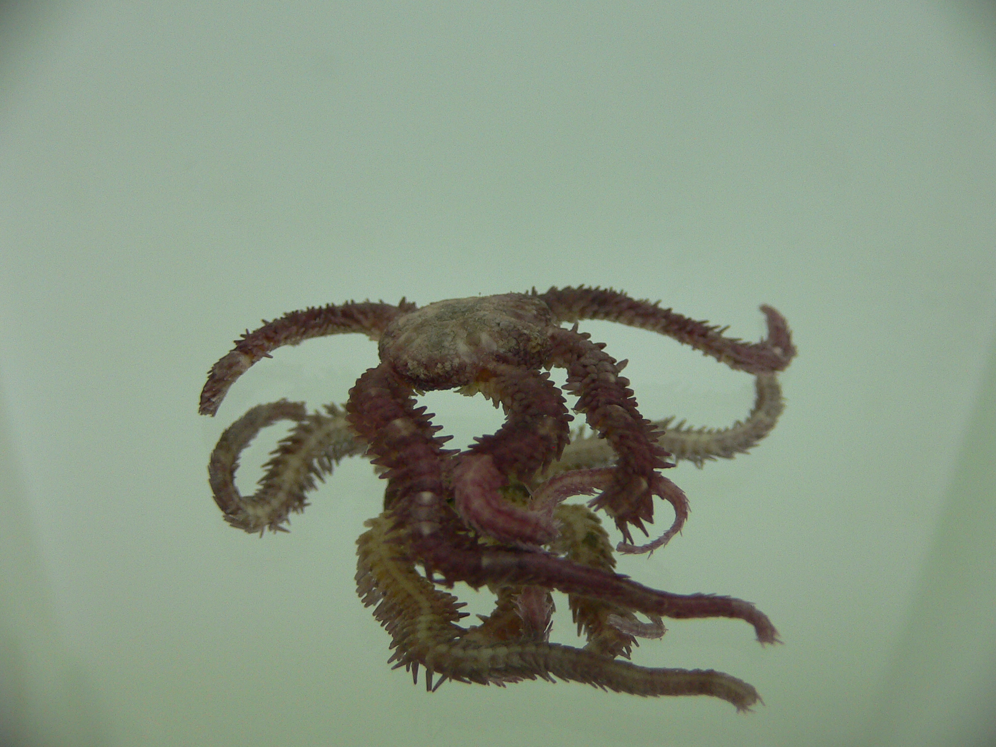 Чудо-Юдо Заморское