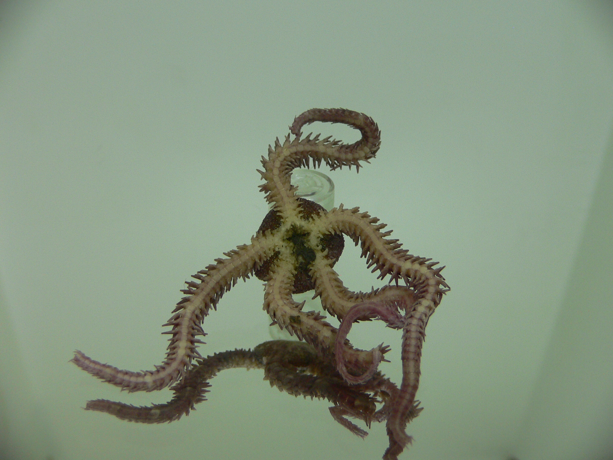 Чудо-Юдо Заморское