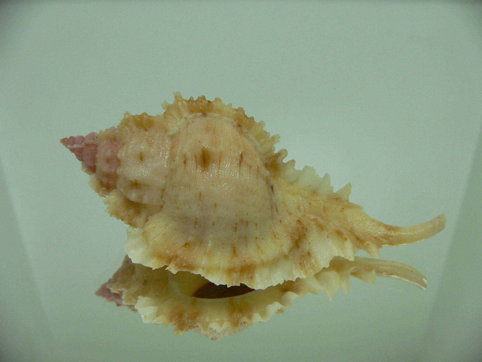 Naquetia barclayi COLOR