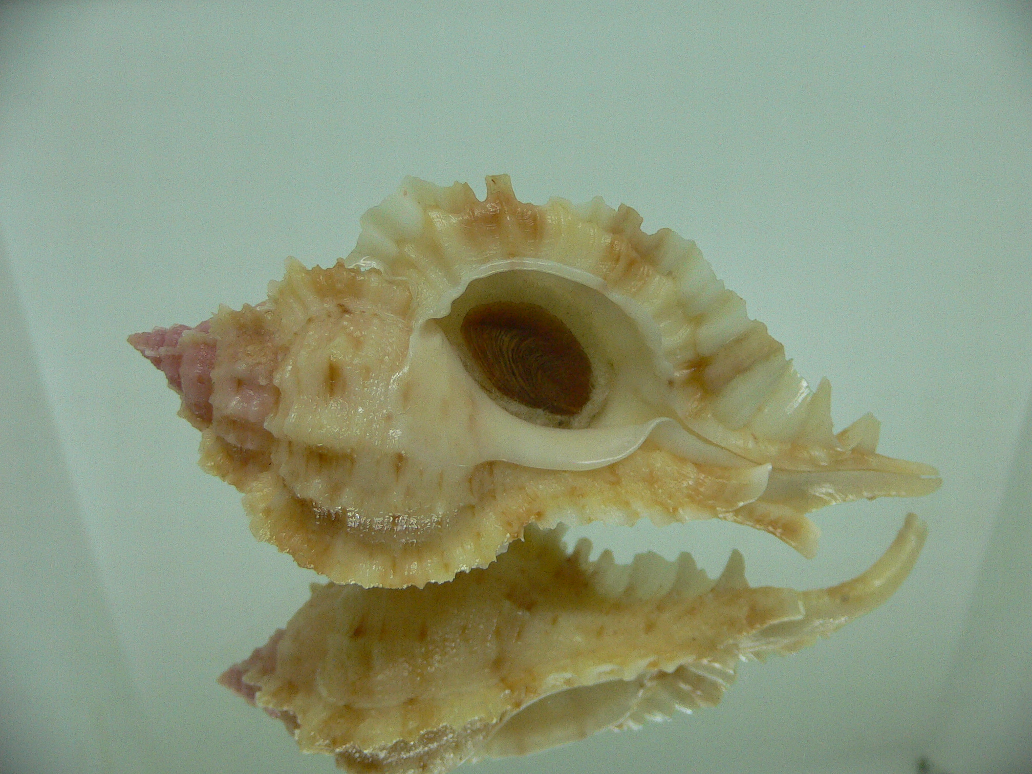 Naquetia barclayi COLOR