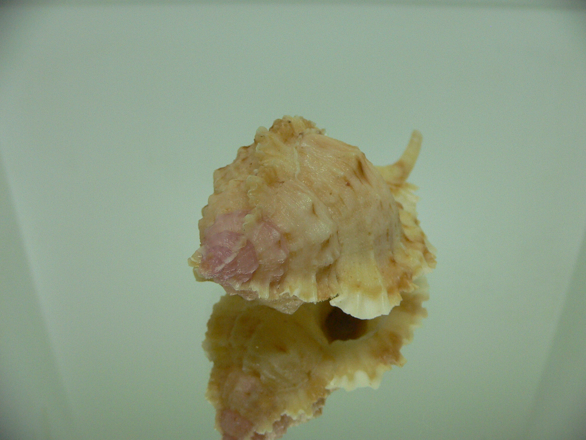 Naquetia barclayi COLOR