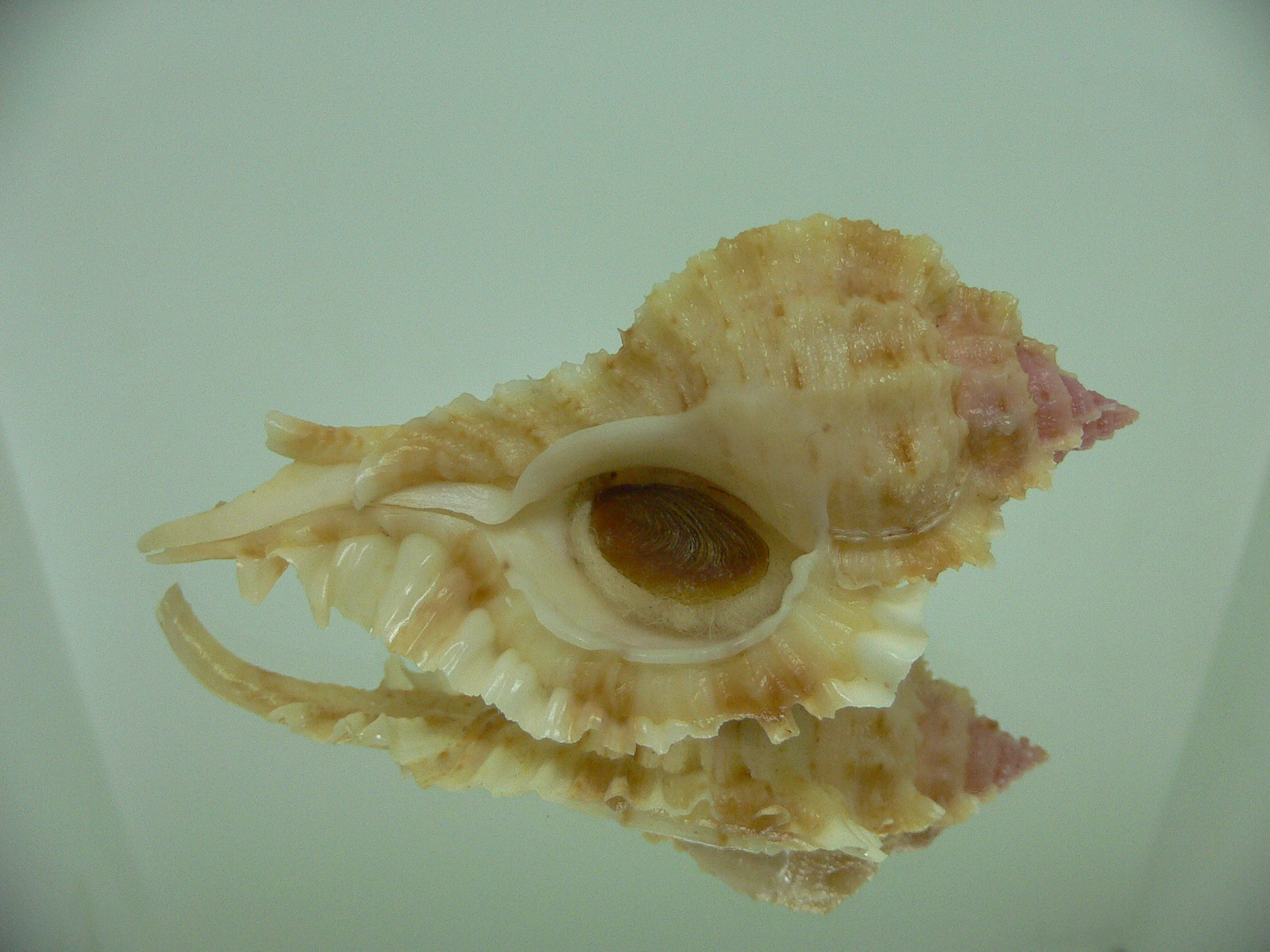 Naquetia barclayi COLOR