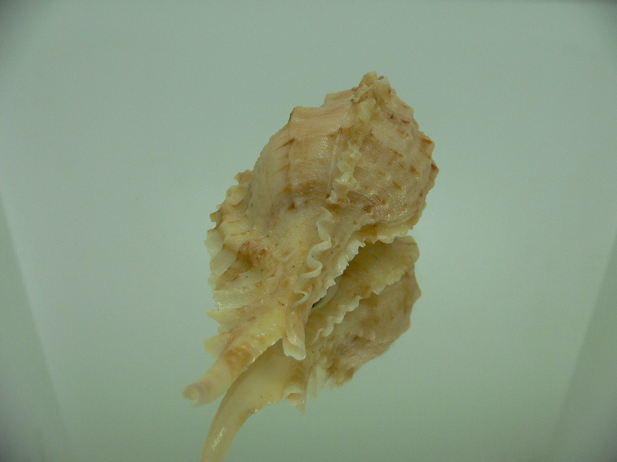 Naquetia barclayi COLOR