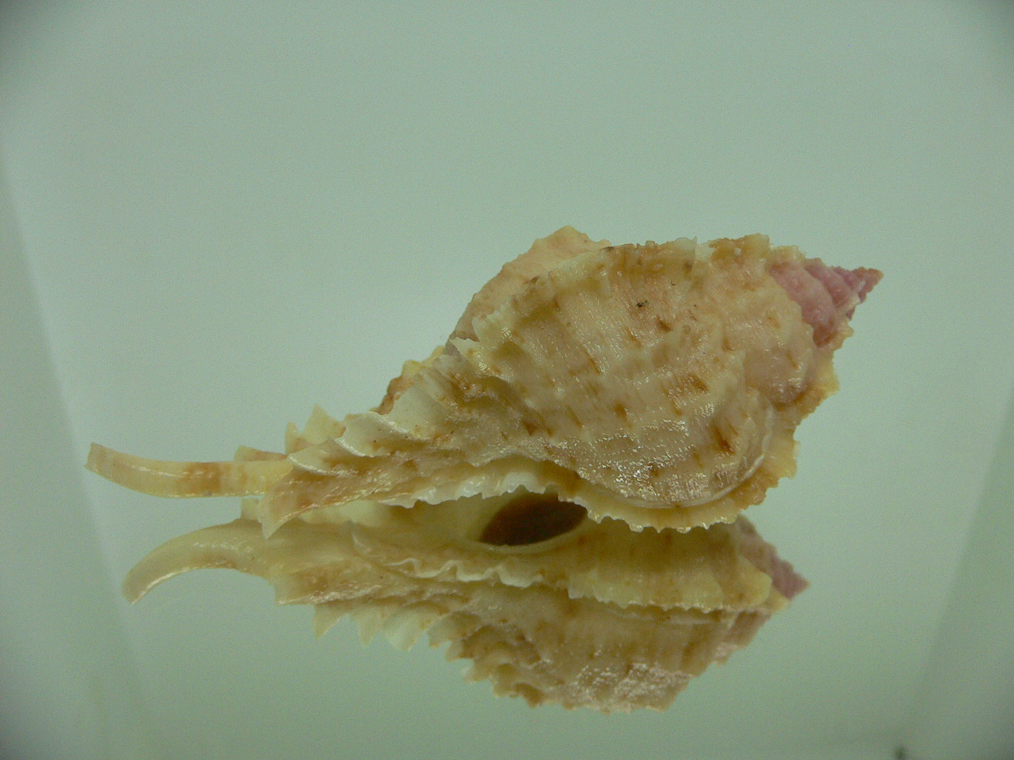 Naquetia barclayi COLOR