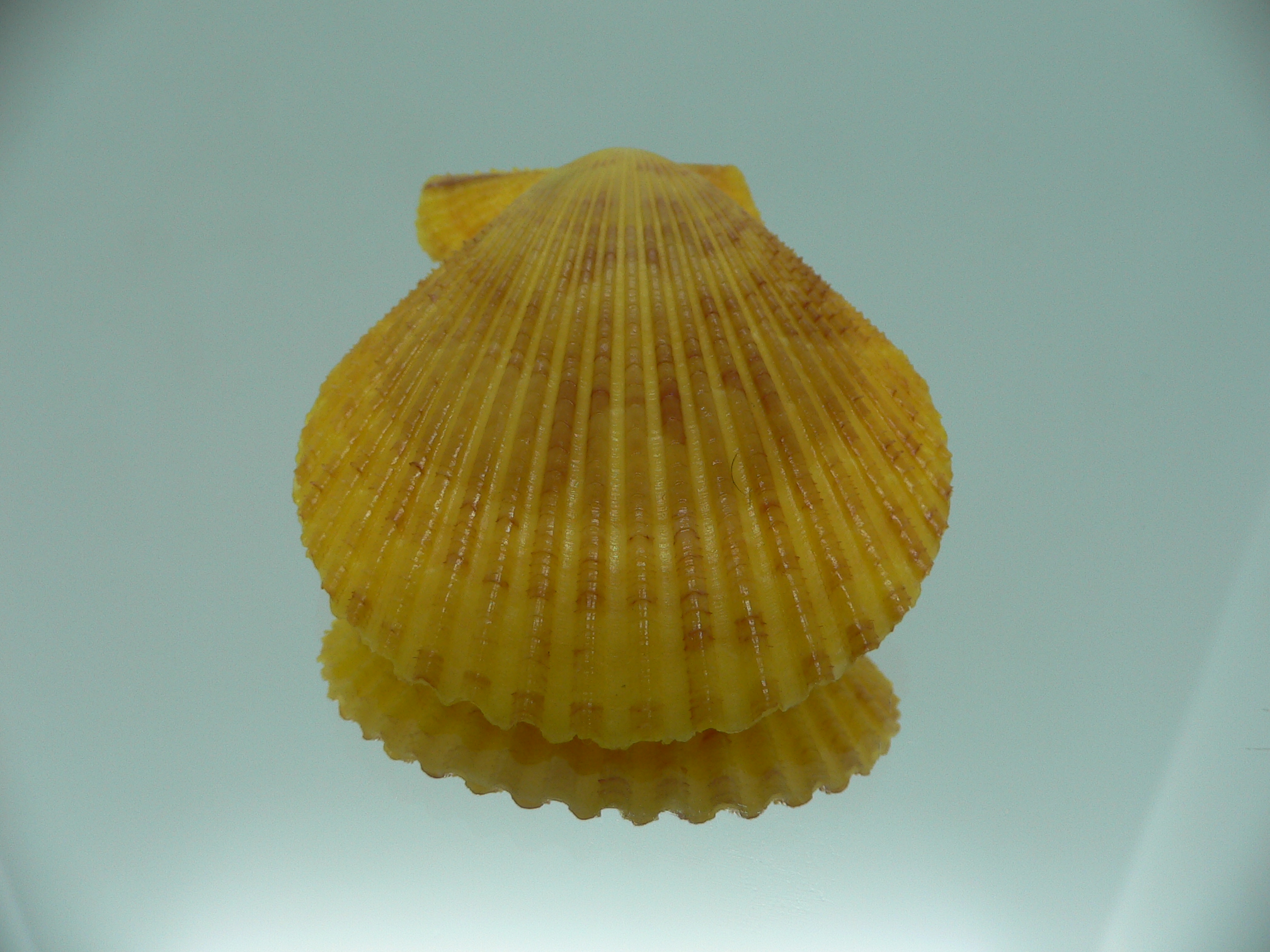 Mimachlamys gloriosa YELLOW-PINK