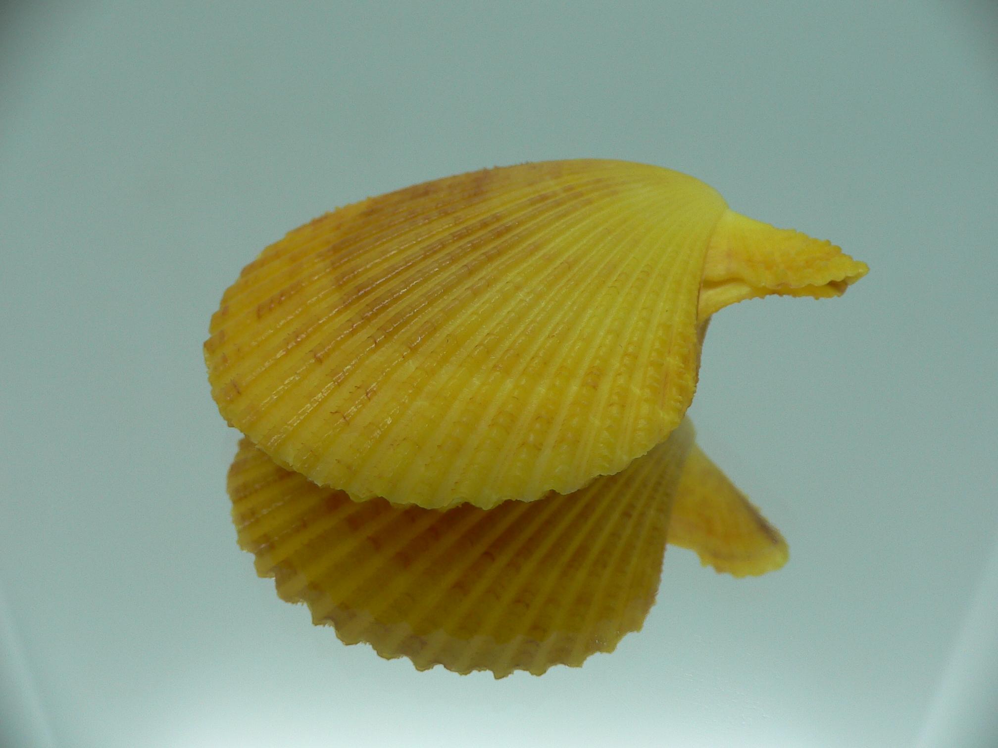 Mimachlamys gloriosa YELLOW-PINK