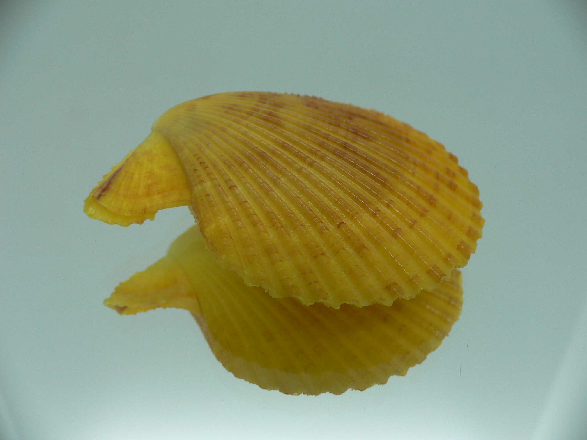Mimachlamys gloriosa YELLOW-PINK