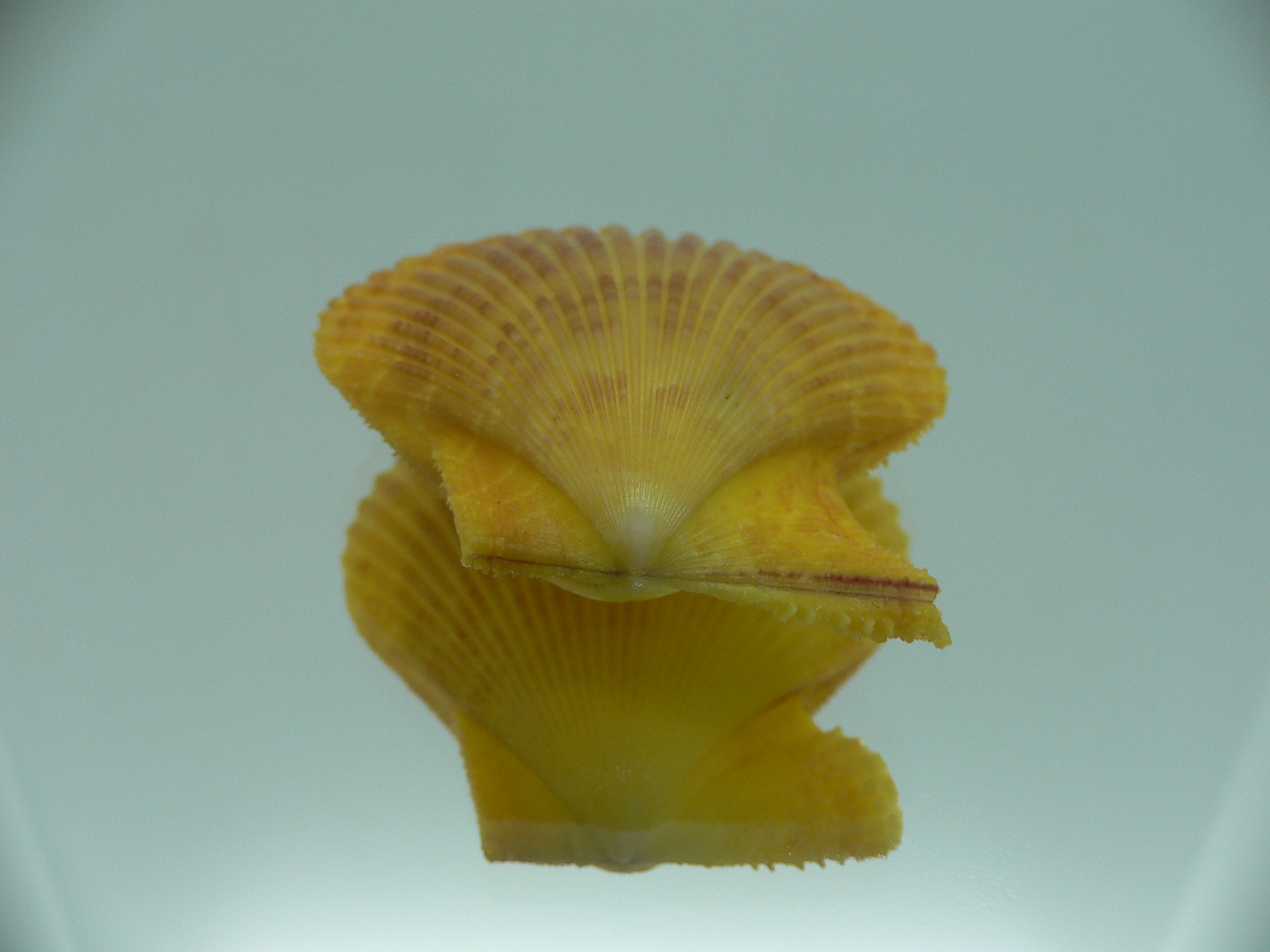 Mimachlamys gloriosa YELLOW-PINK