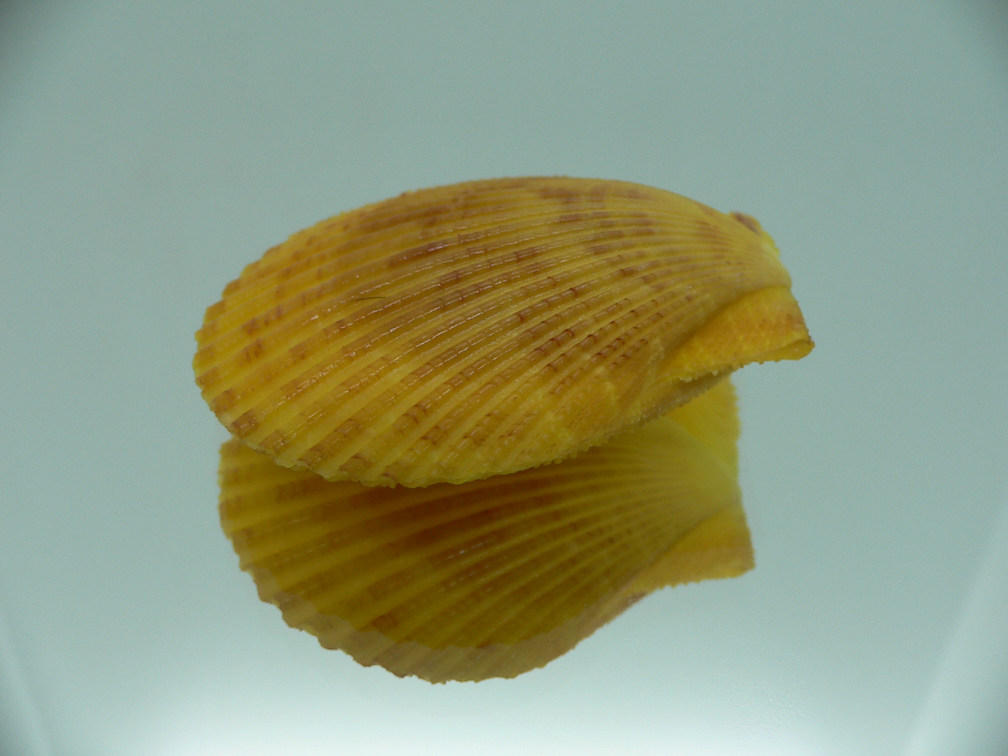 Mimachlamys gloriosa YELLOW-PINK