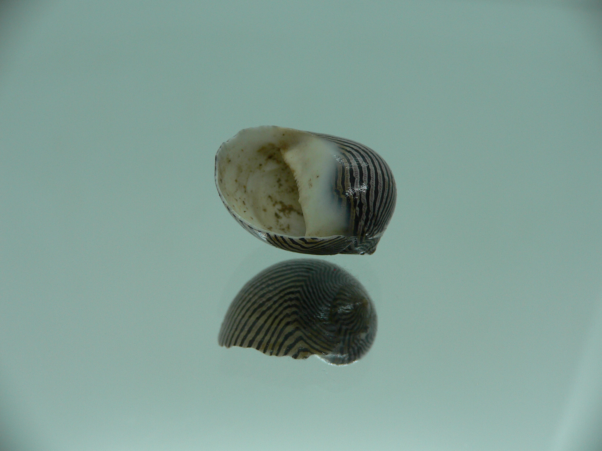 Neritina parallela GRAY