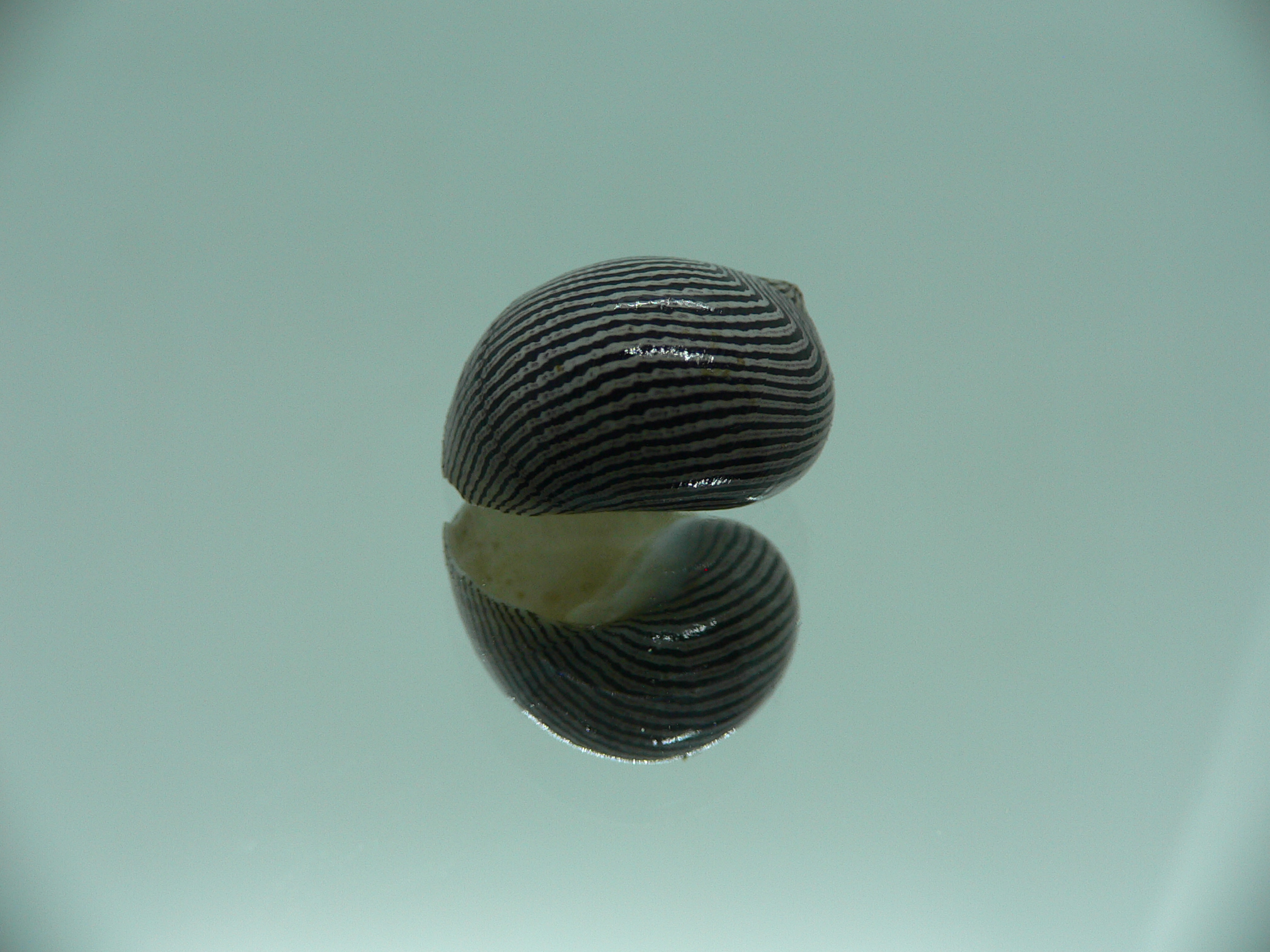 Neritina parallela GRAY