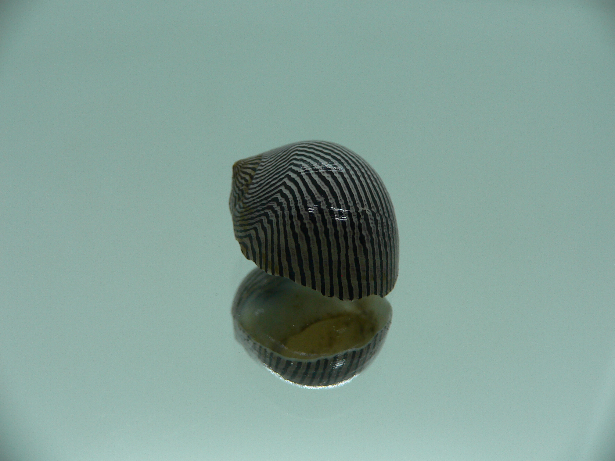 Neritina parallela GRAY