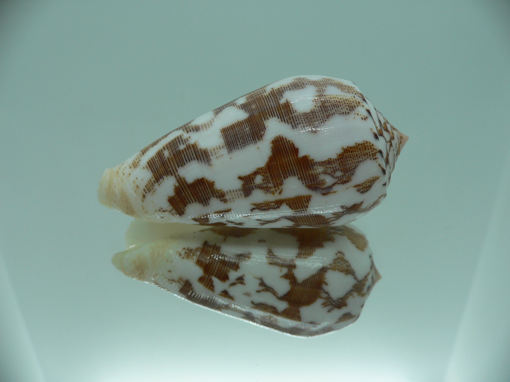 Conus striatus juliaallaryae