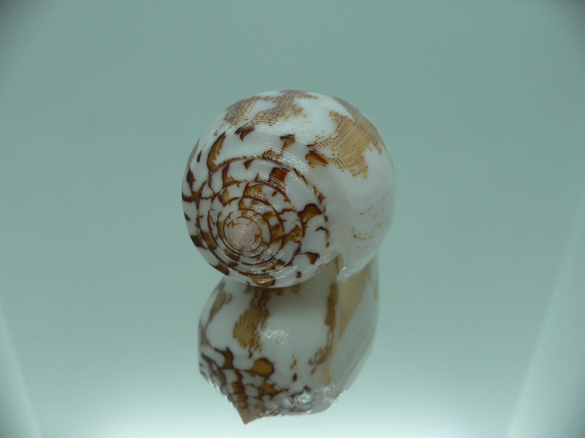 Conus striatus juliaallaryae