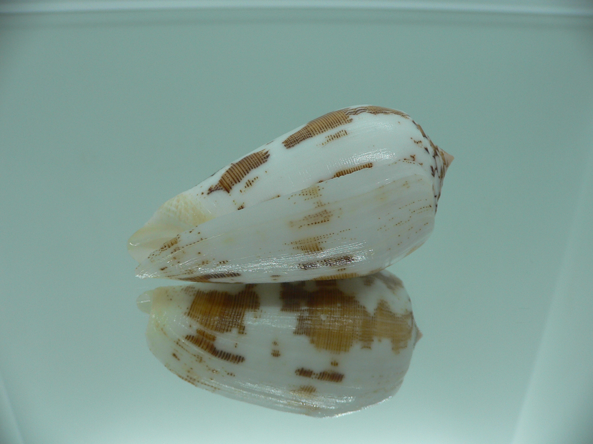 Conus striatus juliaallaryae