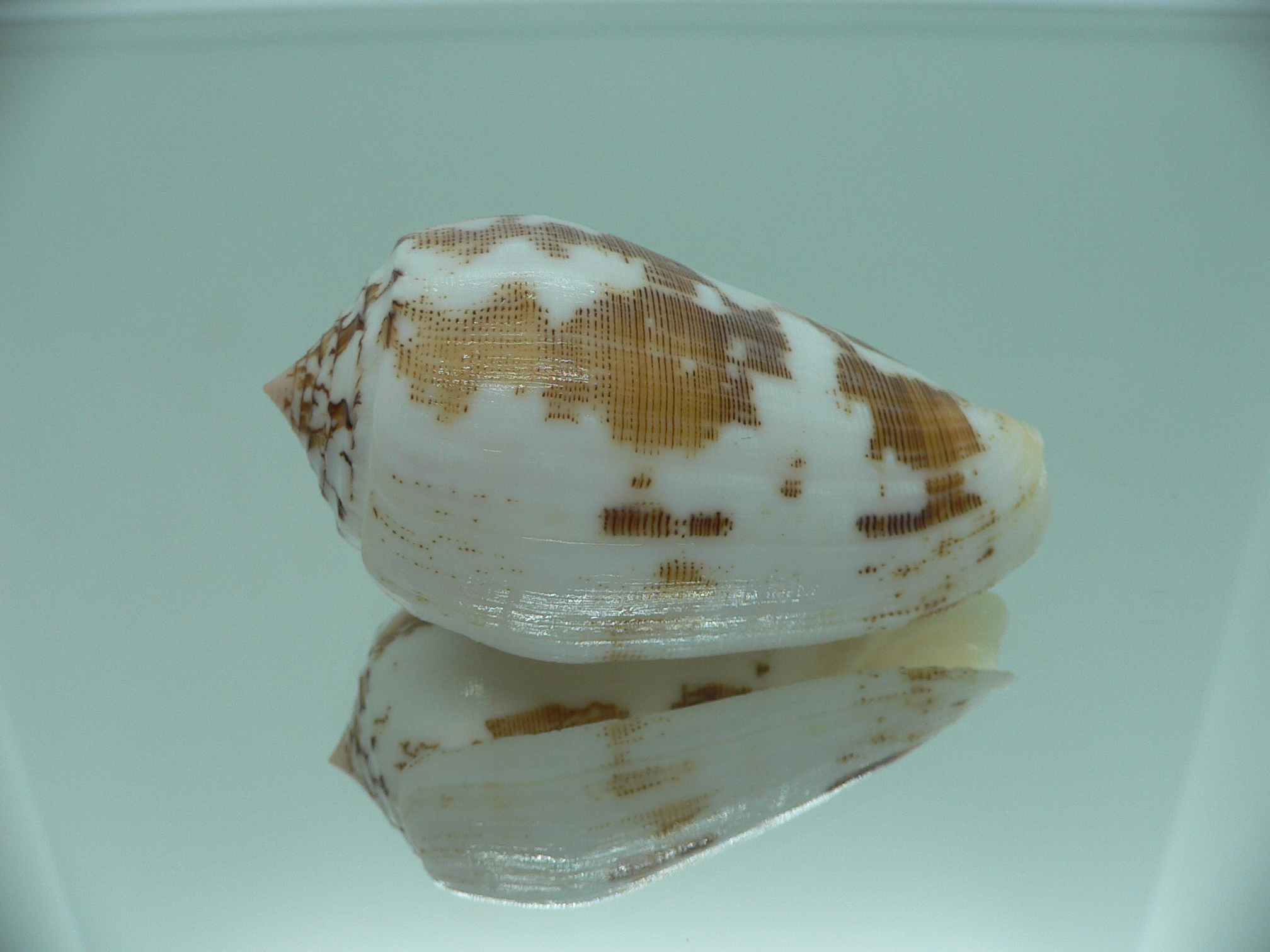 Conus striatus juliaallaryae