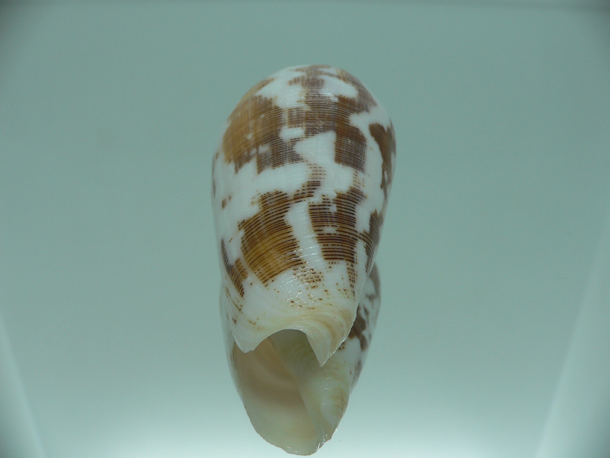 Conus striatus juliaallaryae
