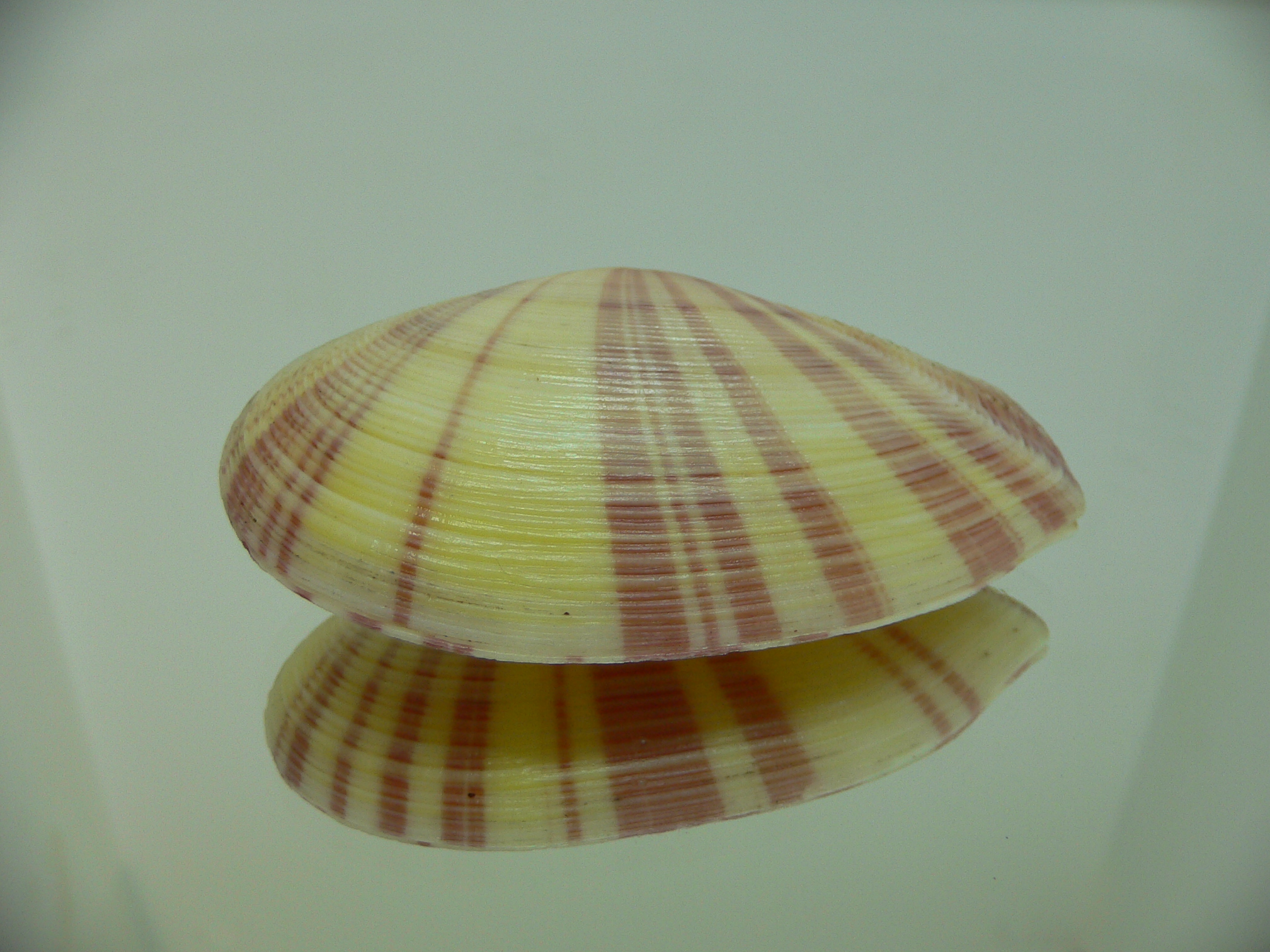 Tellina virgata IDEAL
