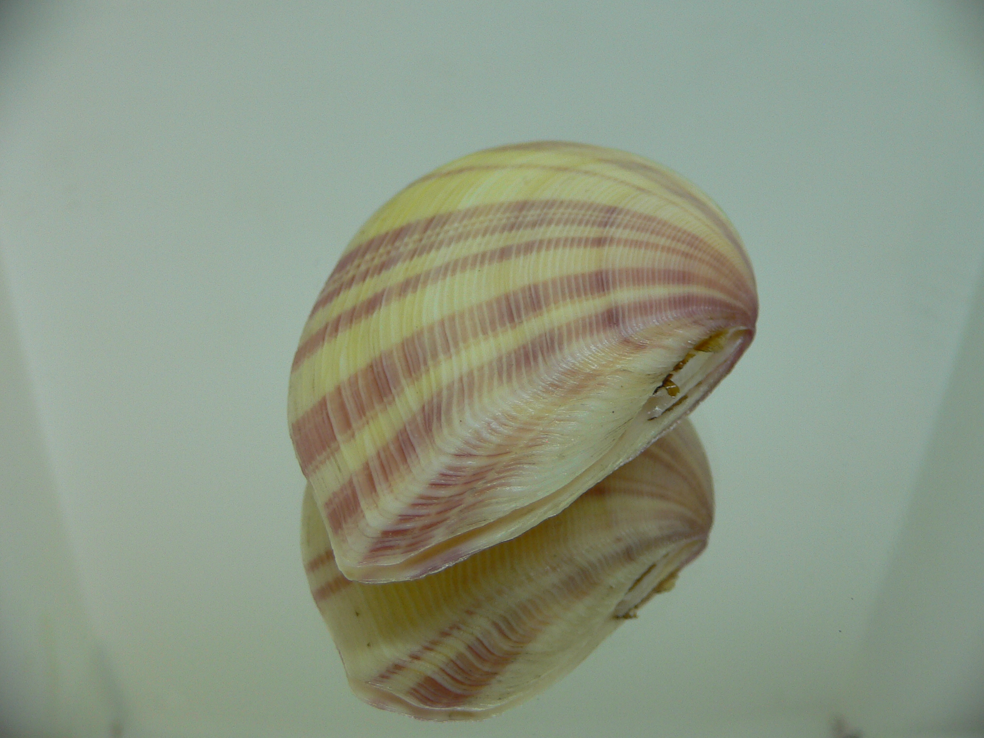 Tellina virgata IDEAL