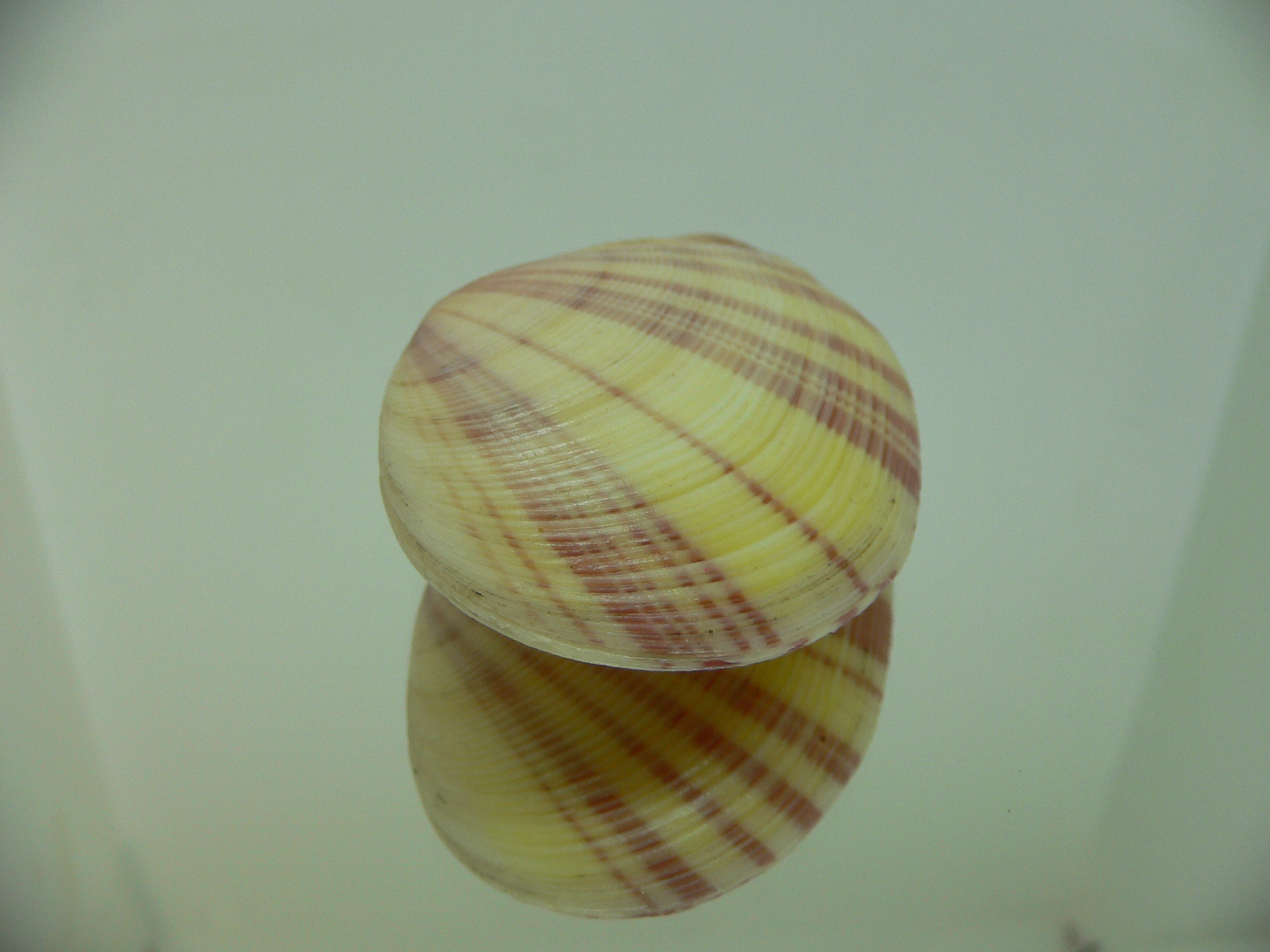 Tellina virgata IDEAL