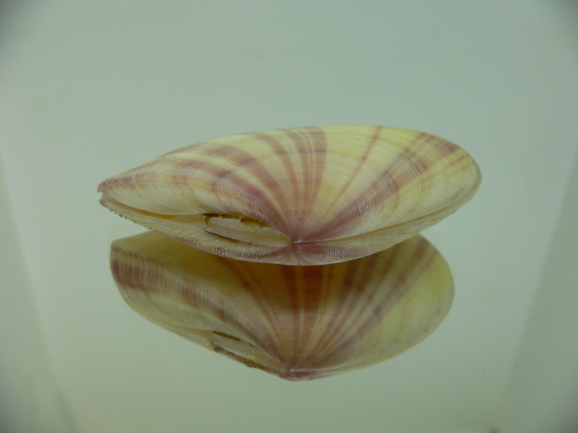 Tellina virgata IDEAL