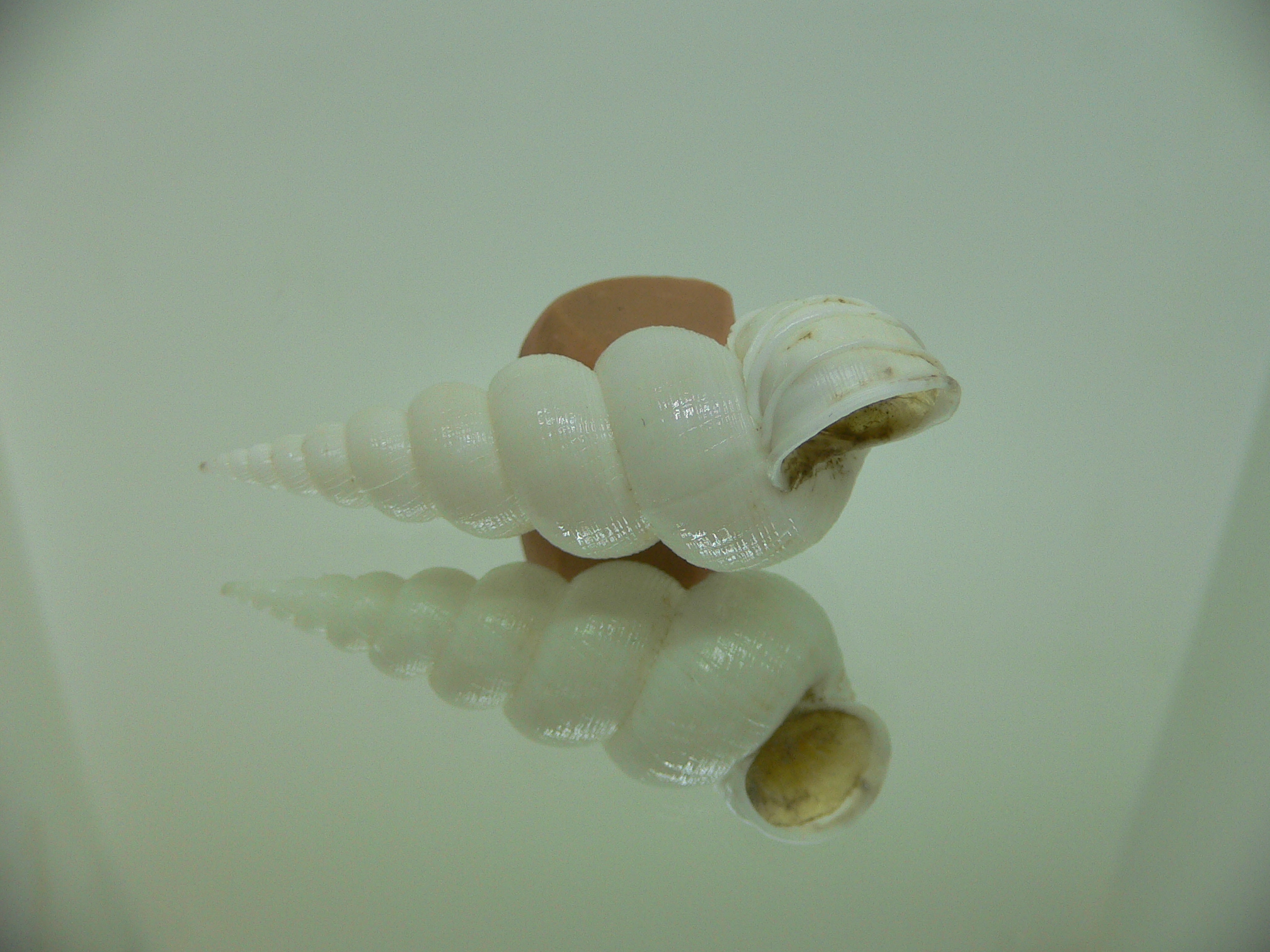Amaea secunda