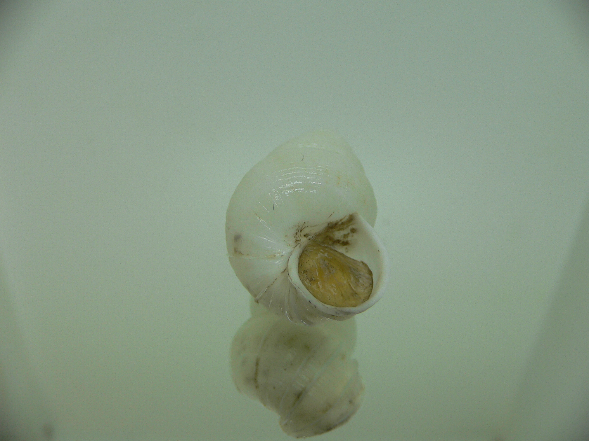Amaea secunda