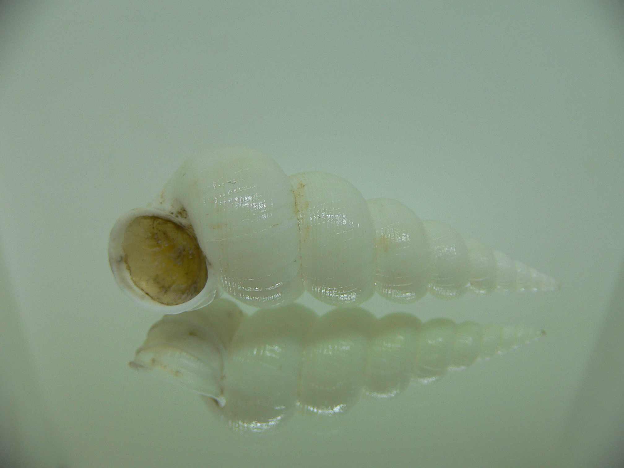 Amaea secunda