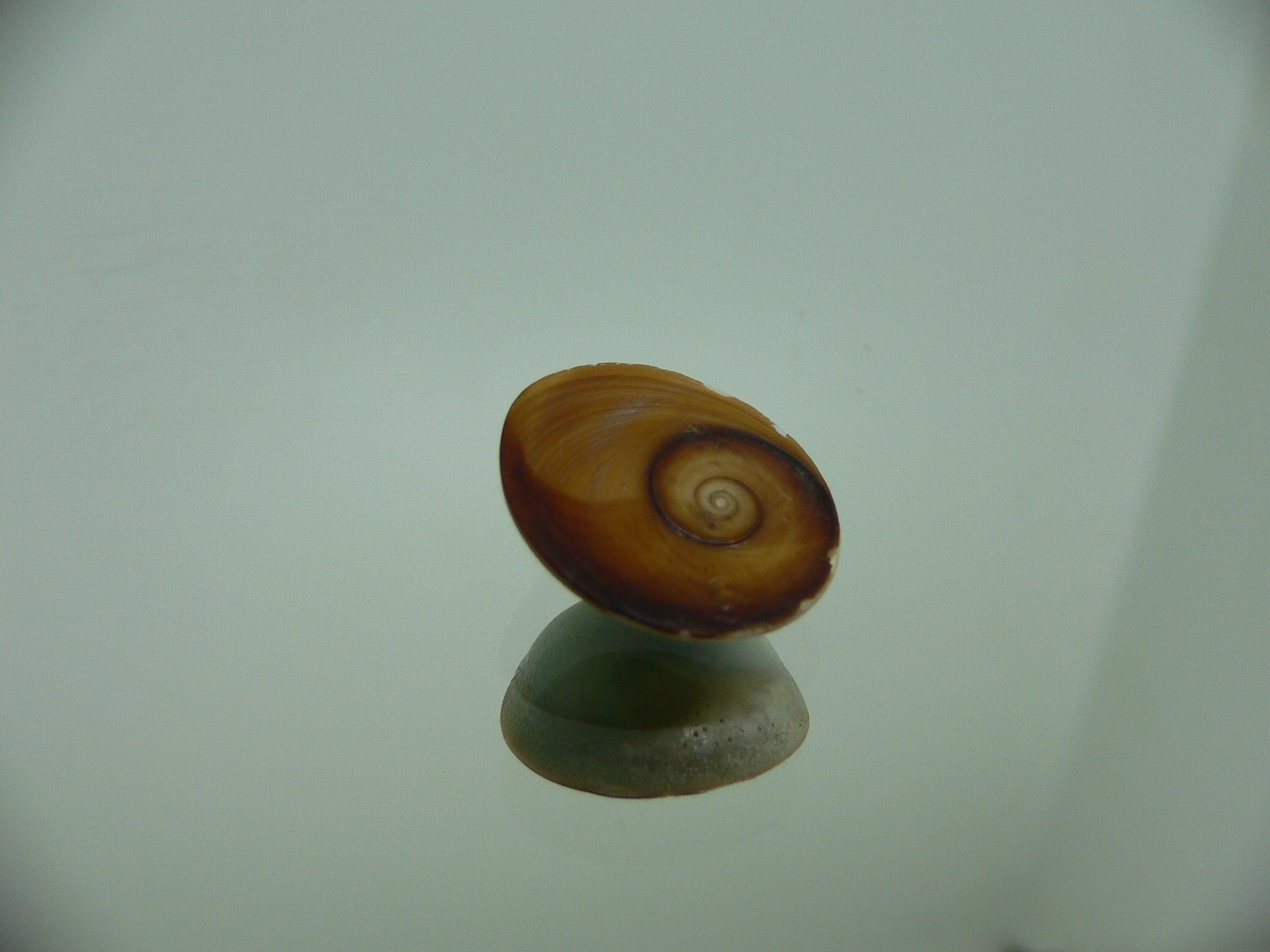 Крышечка Turbo (Marmarostoma) 3