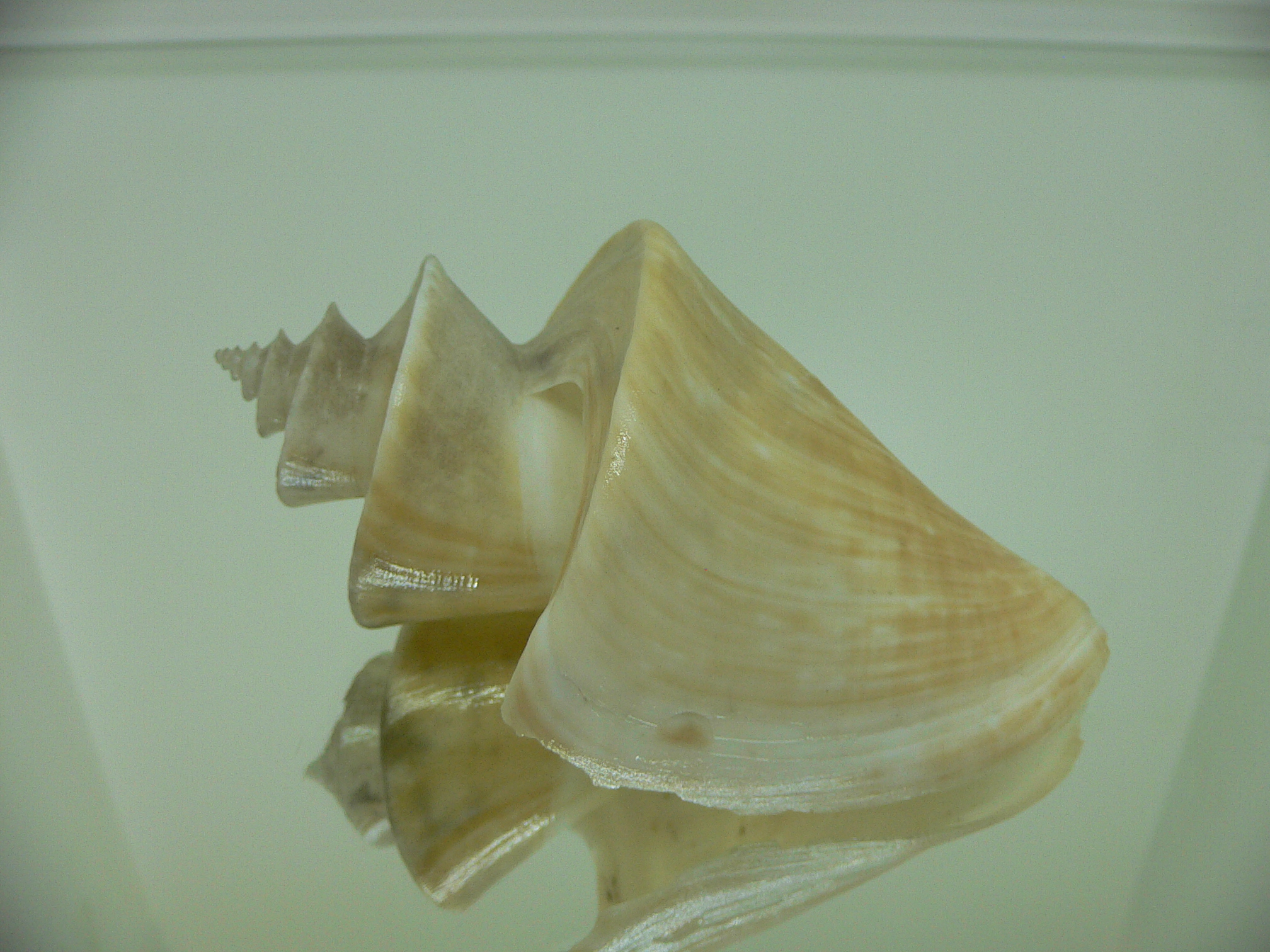 Thatcheria mirabilis