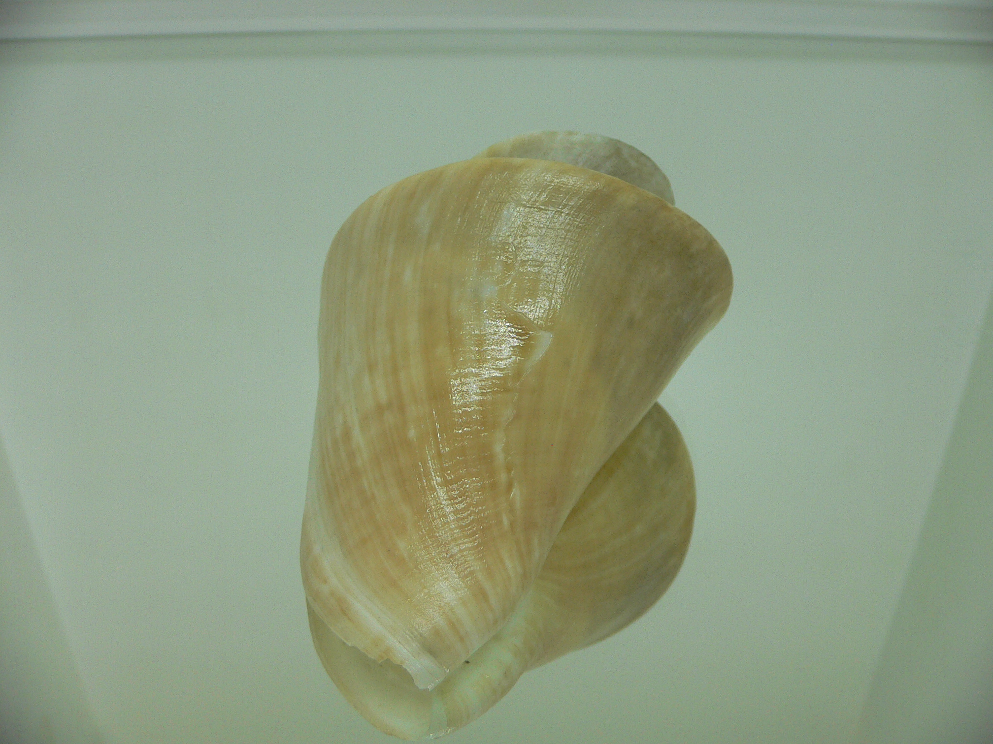 Thatcheria mirabilis