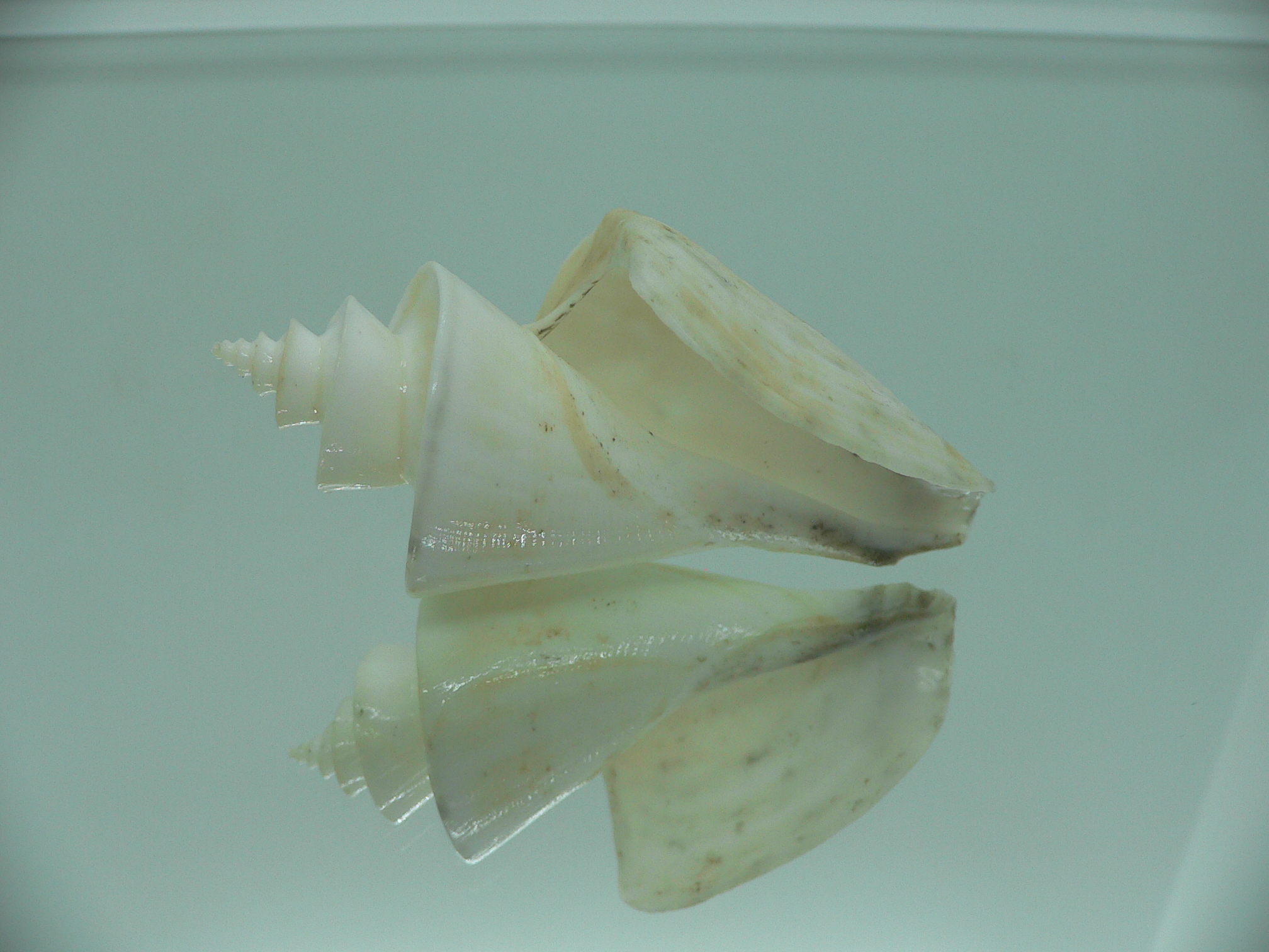 Thatcheria mirabilis DARF
