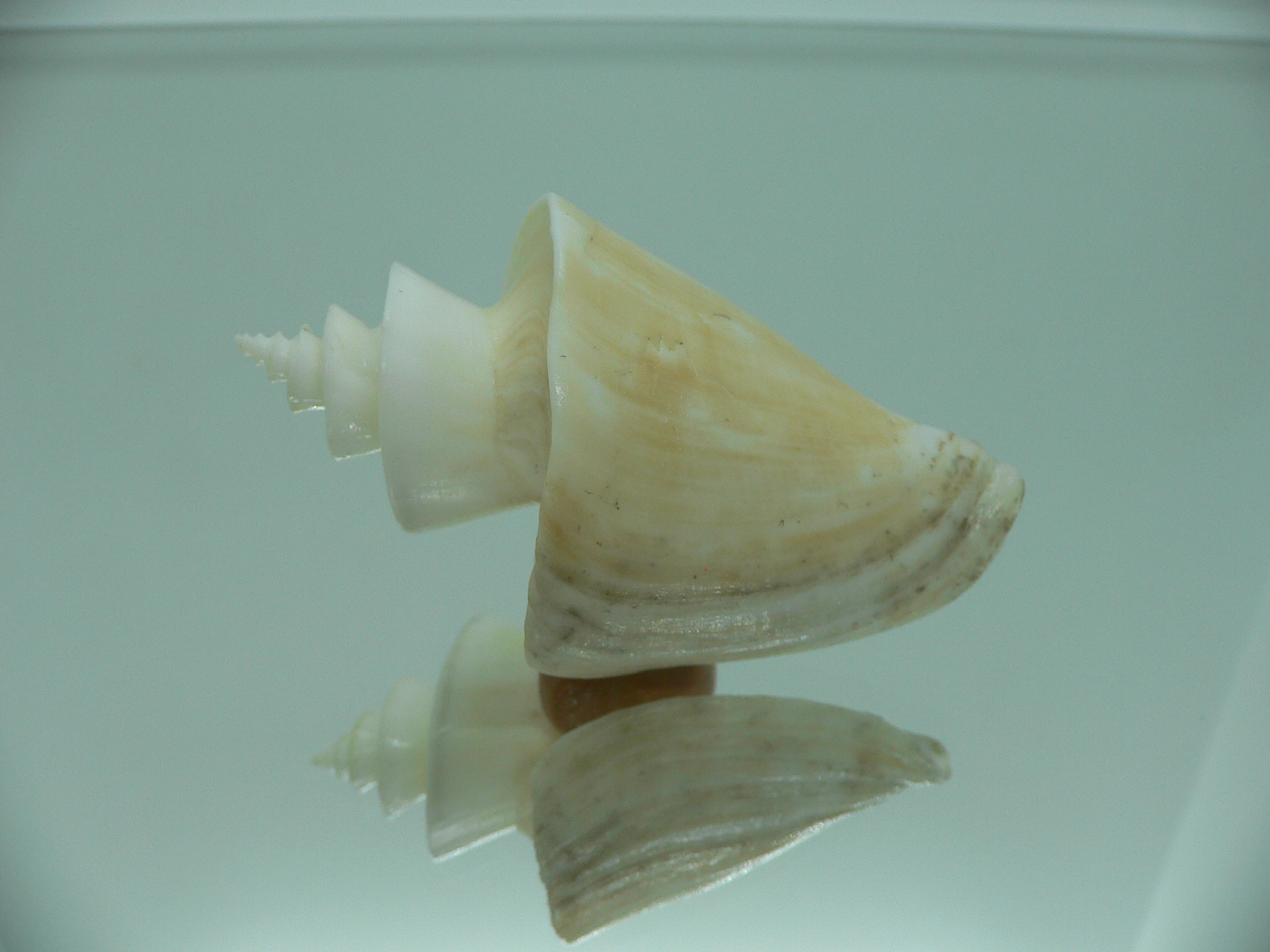 Thatcheria mirabilis DARF