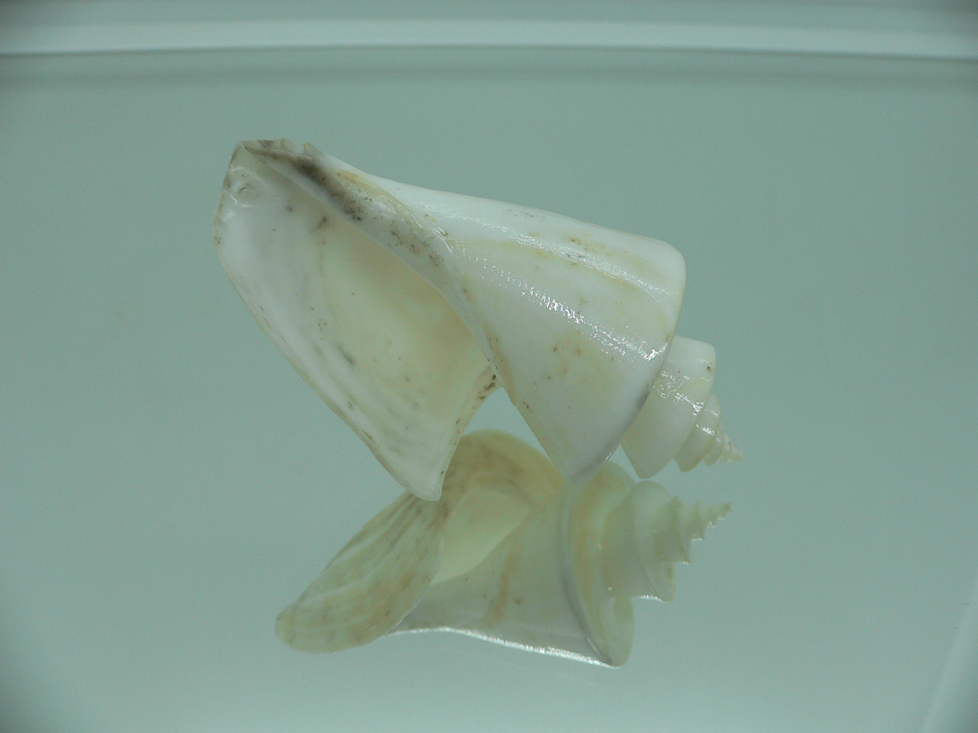 Thatcheria mirabilis DARF
