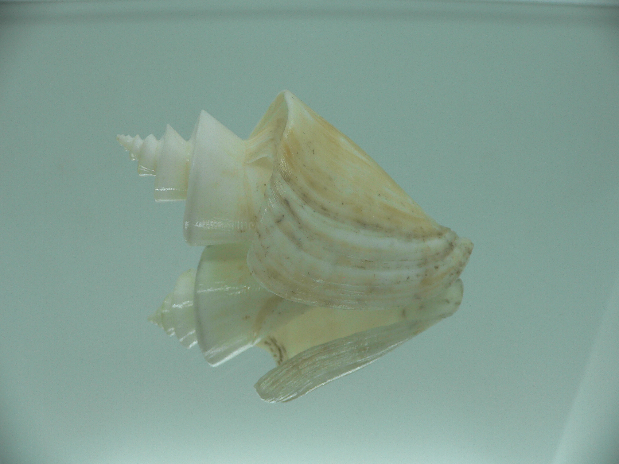 Thatcheria mirabilis DARF