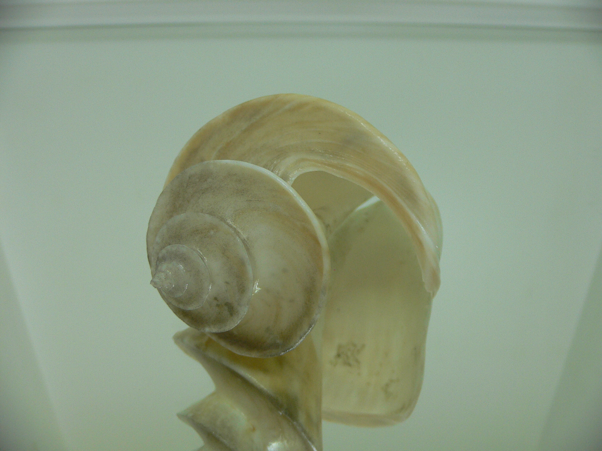 Thatcheria mirabilis