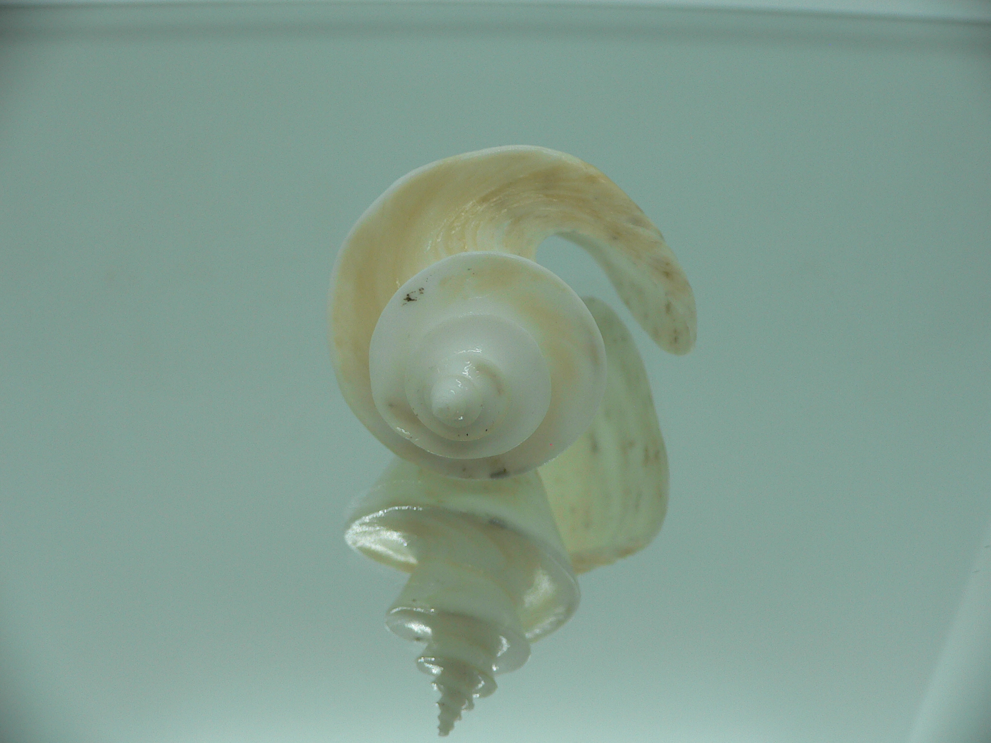 Thatcheria mirabilis DARF