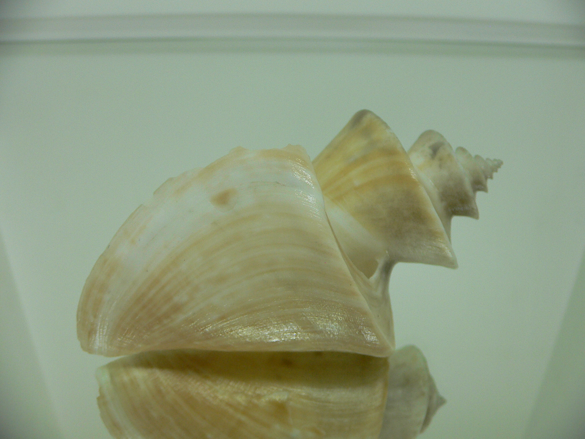 Thatcheria mirabilis
