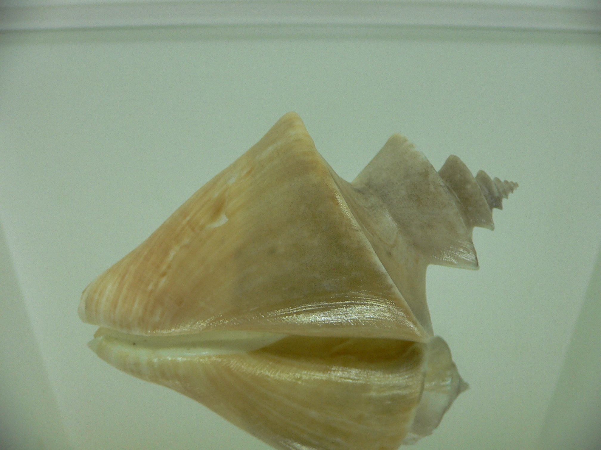 Thatcheria mirabilis