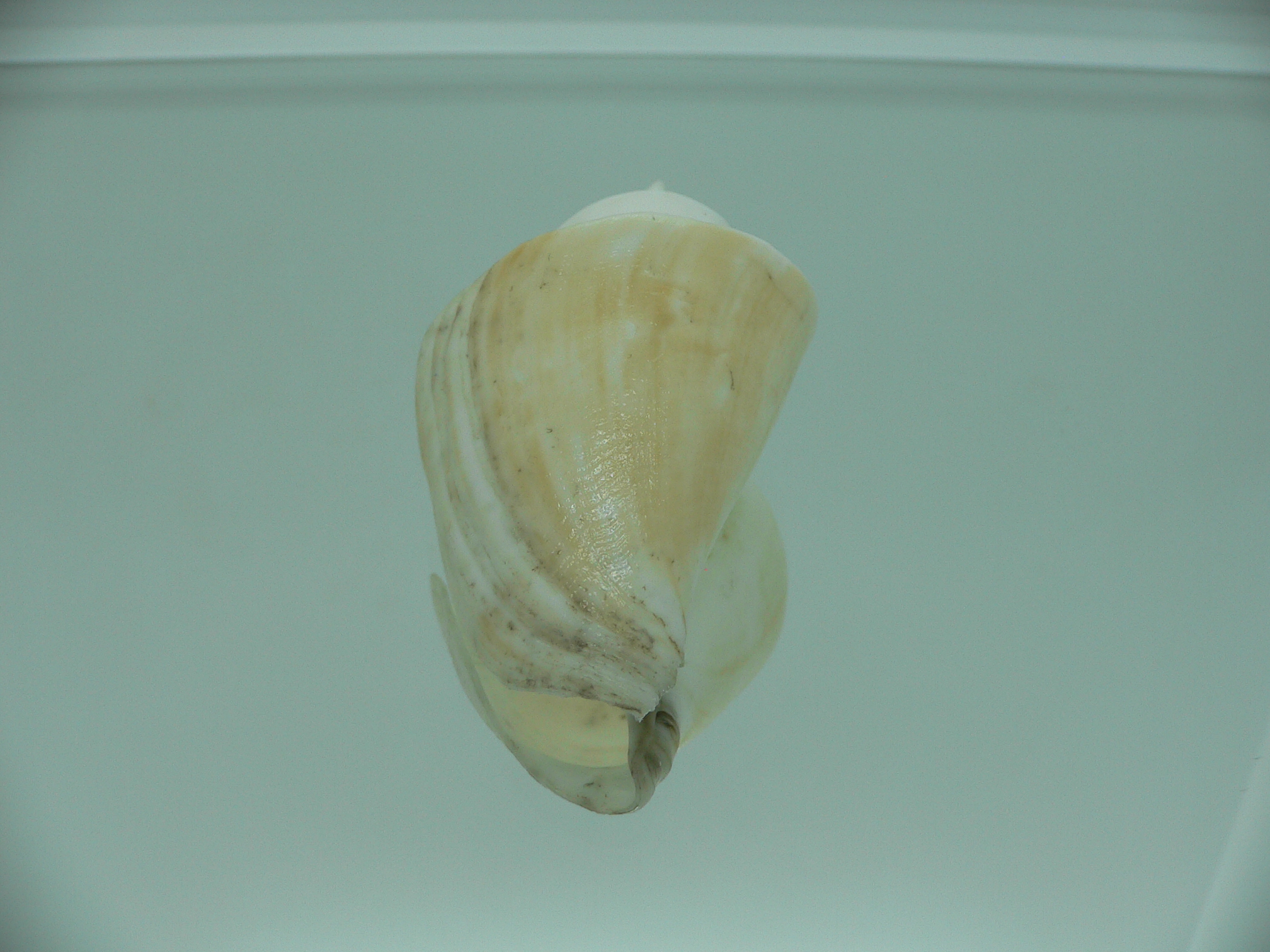 Thatcheria mirabilis DARF