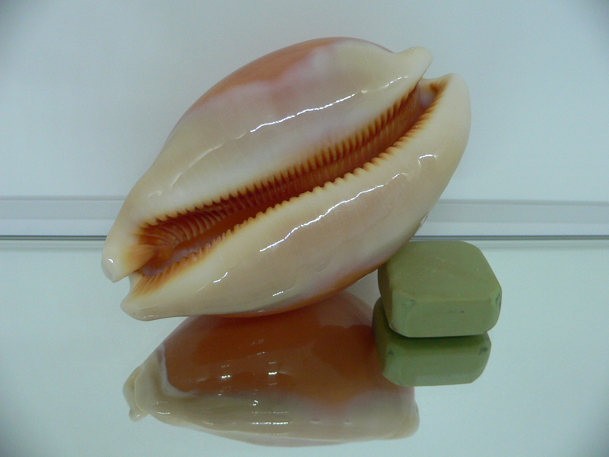 Cypraea aurantium BIG & WIDE
