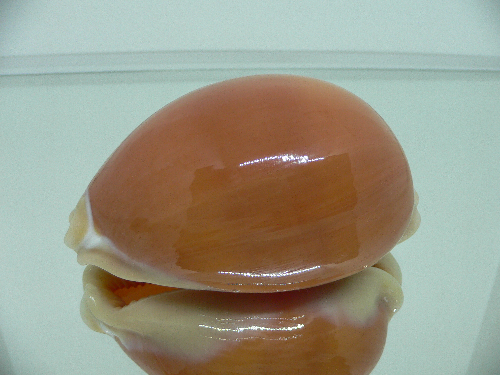 Cypraea aurantium BIG & WIDE