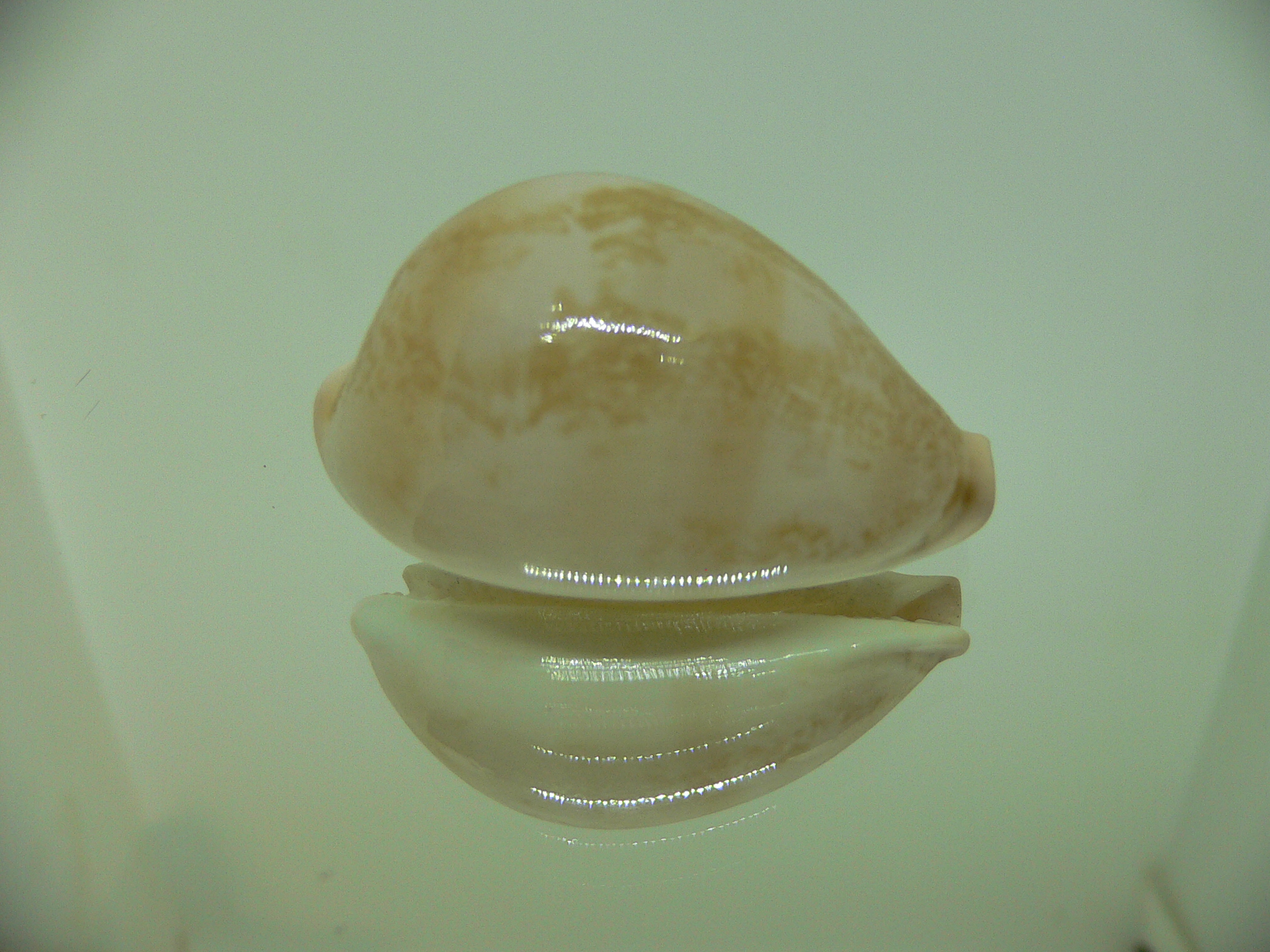 Cypraea hirasei