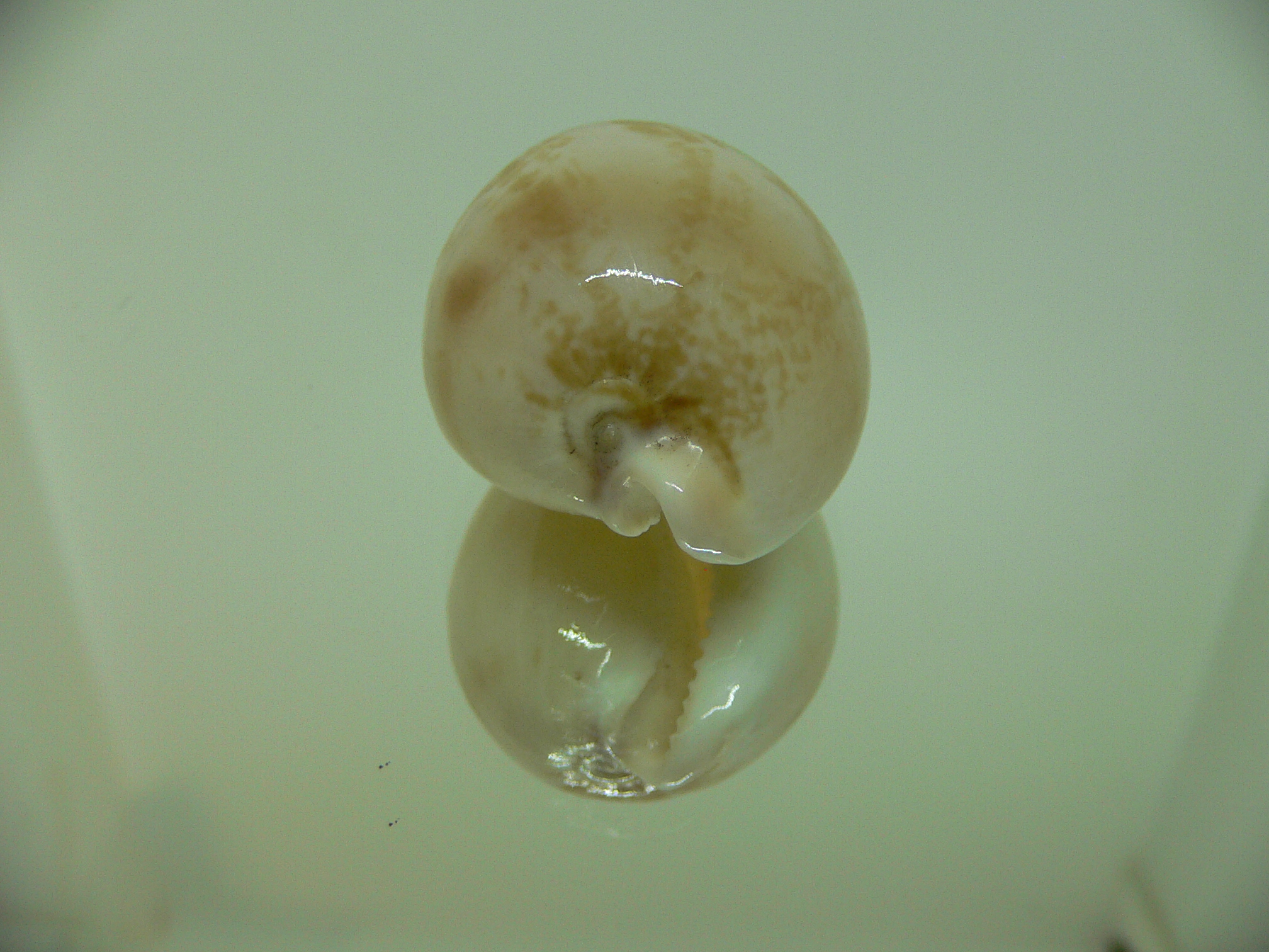 Cypraea hirasei