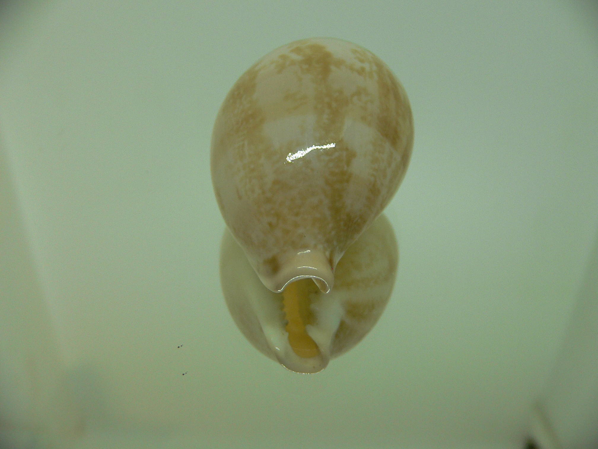 Cypraea hirasei