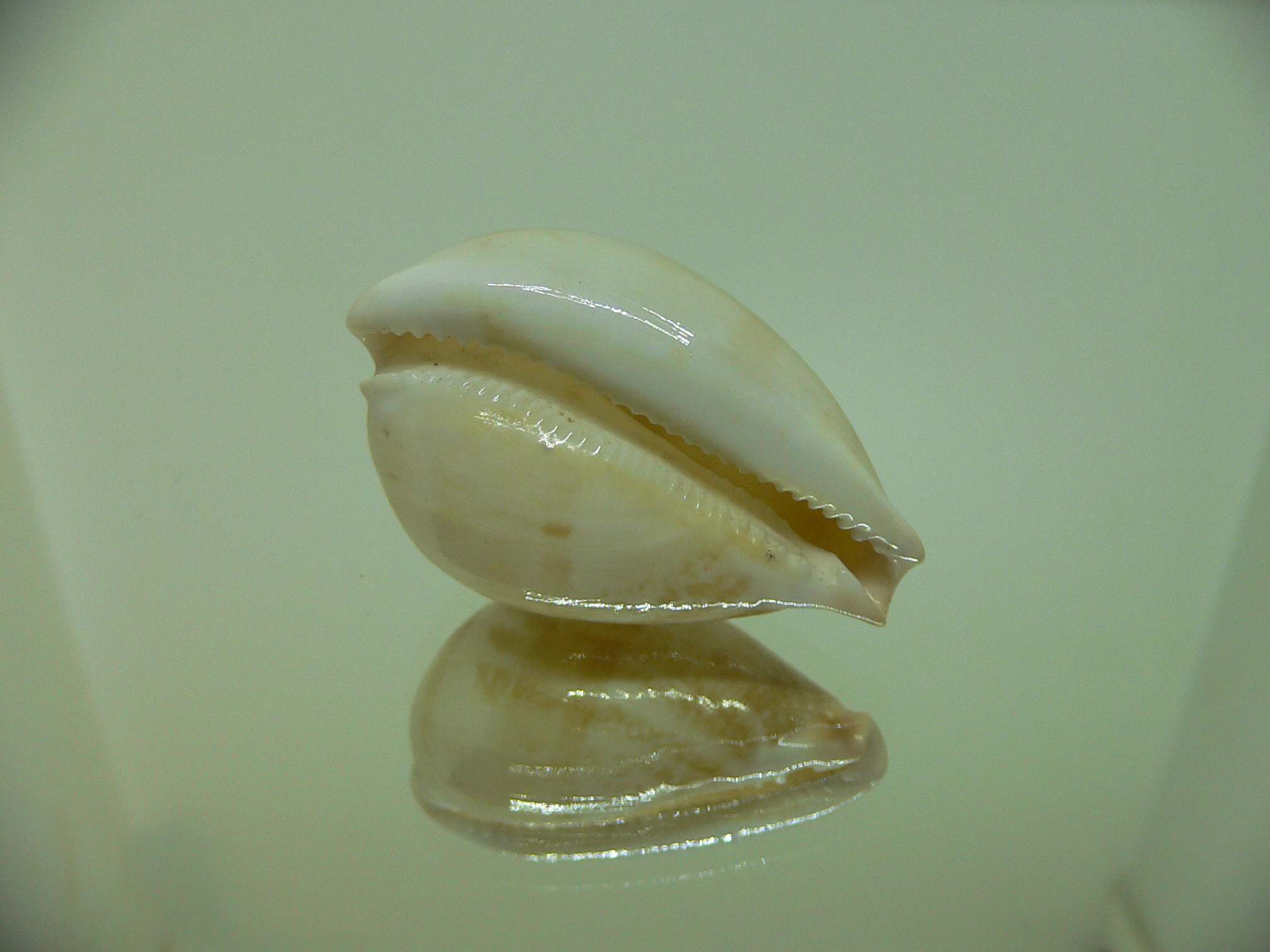 Cypraea hirasei